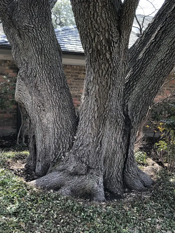 Mature heritage tree close to a Wendell property cared for by certified arborists